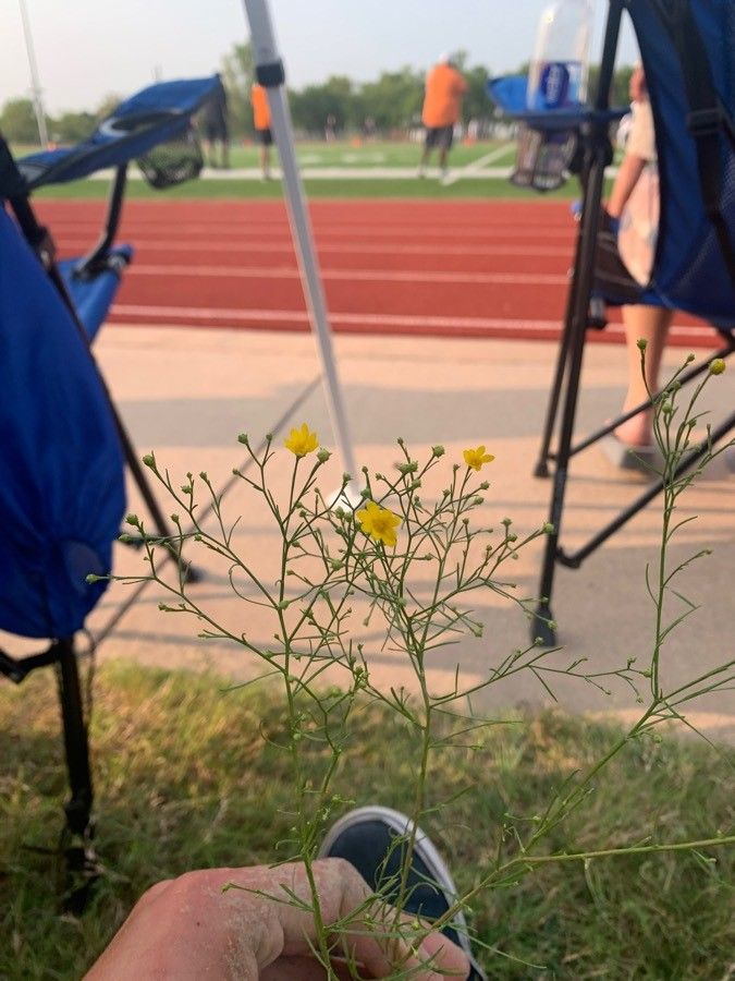 Amphiachyris dracunculoides flower
