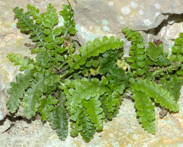 Asplenium jahandiezii leaf