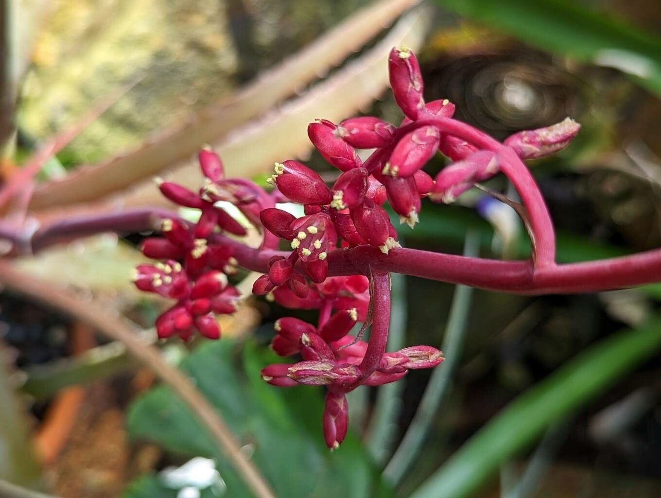 Hechtia rosea flower
