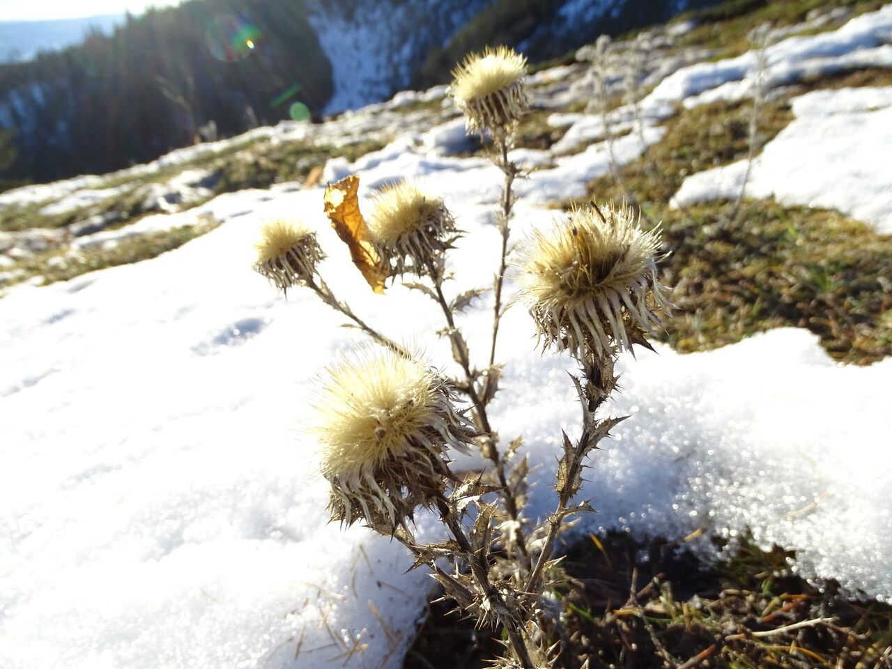 Carlina vulgaris flower