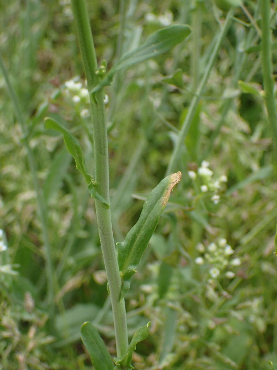 Thlaspi alliaceum