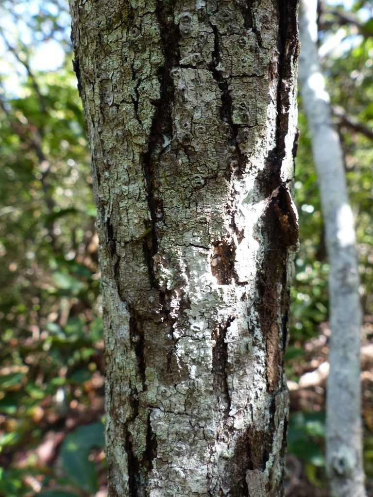 Gmelina tholicola bark