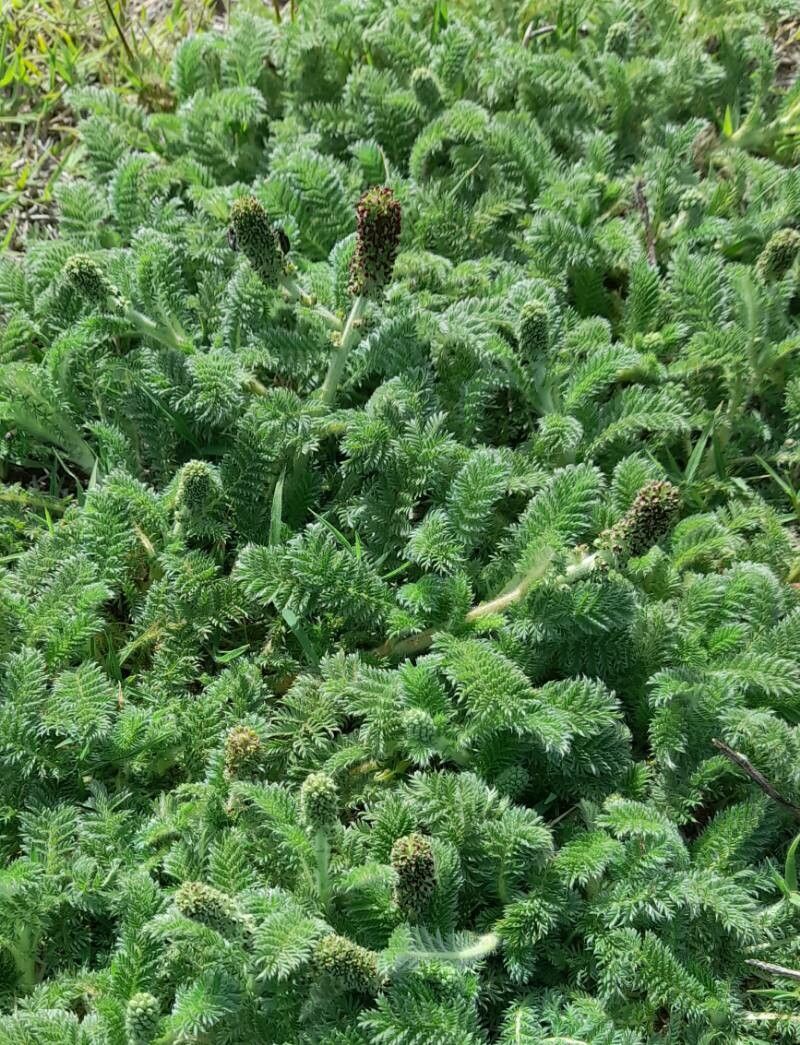 Acaena myriophylla habit