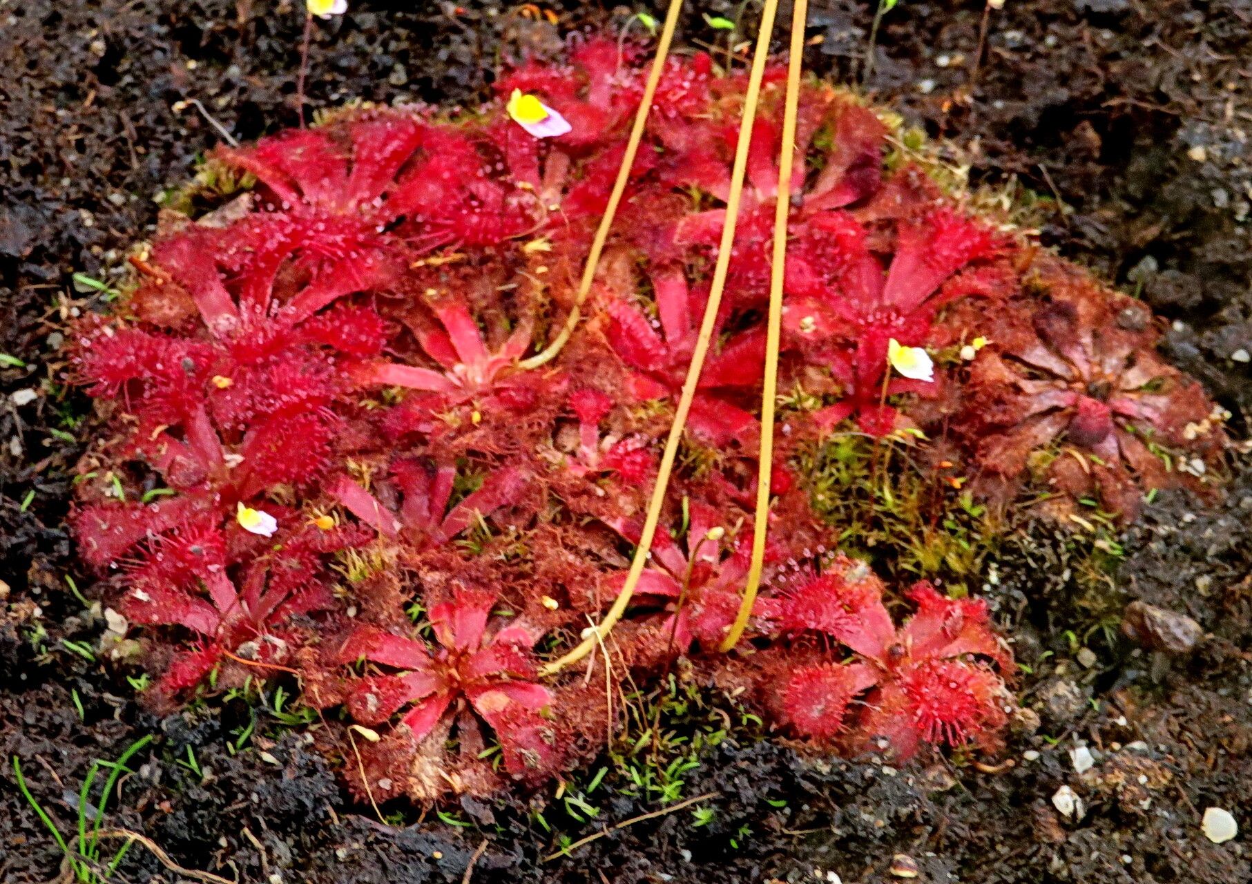 Drosera rubrifolia habit