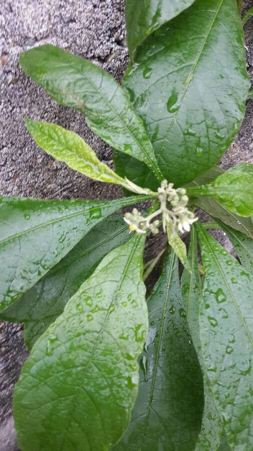 Solanum umbellatum leaf
