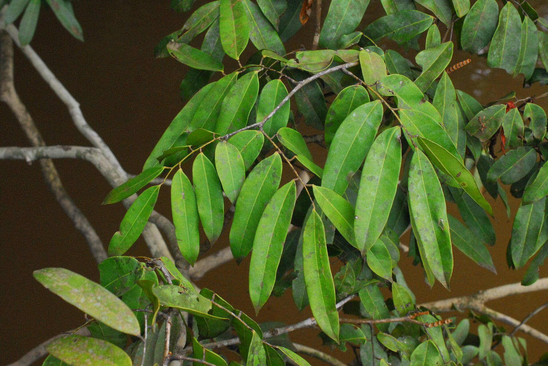 Baikiaea robynsii — related species from the same genus