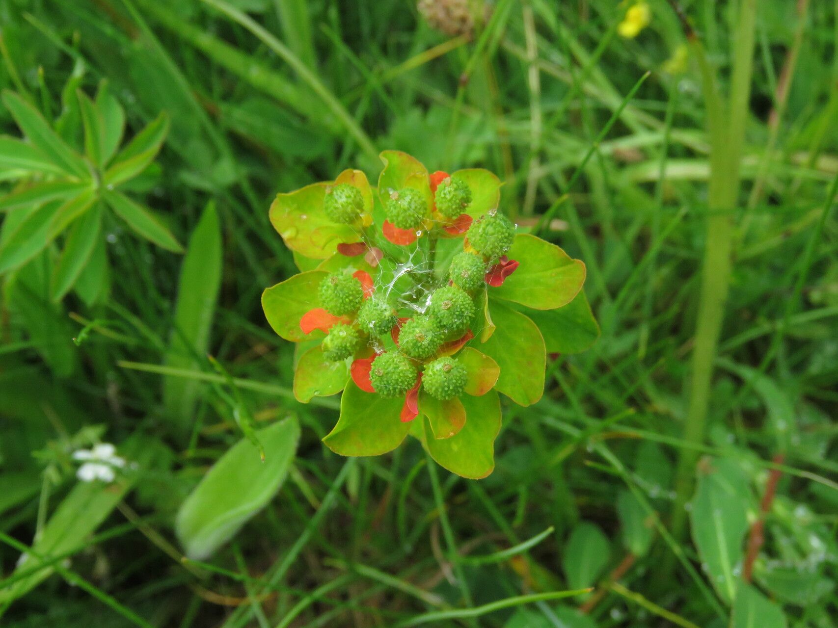 Euphorbia hyberna flower