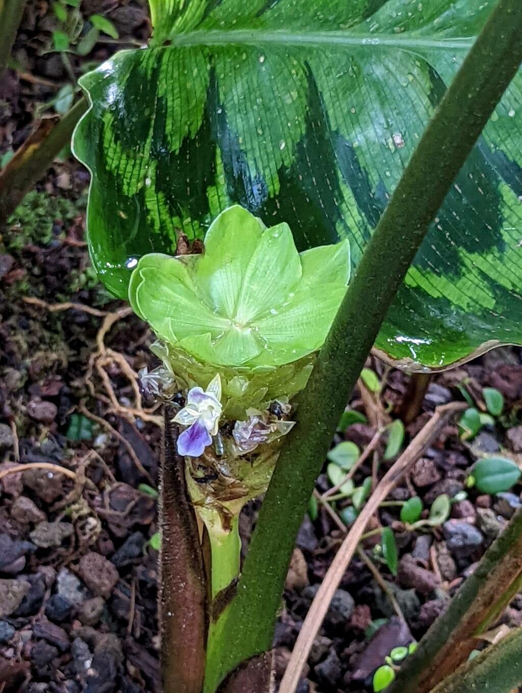 Calathea veitchiana flower