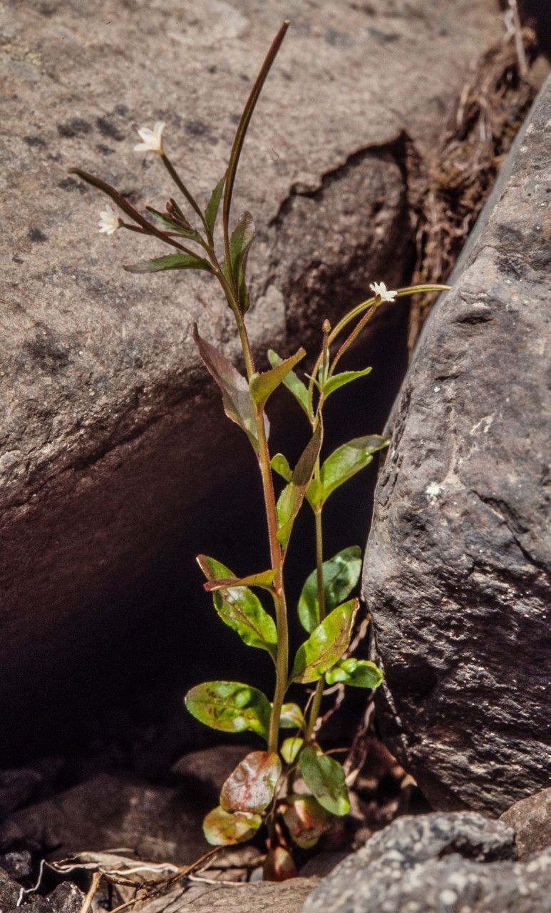 Epilobium lactiflorum flower