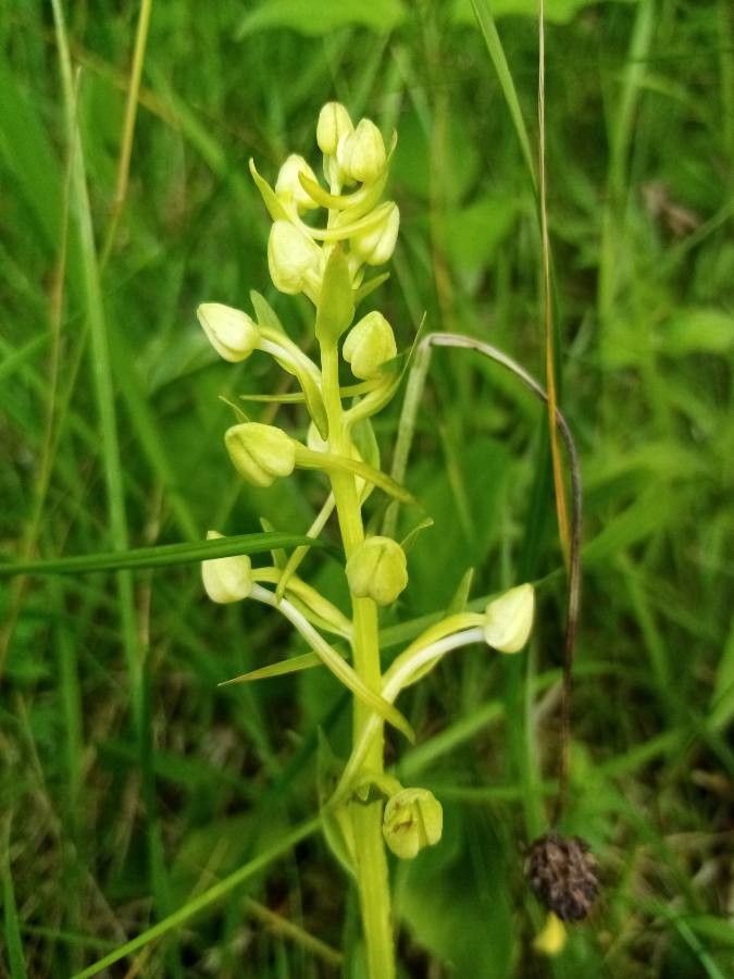 Platanthera chlorantha fruit