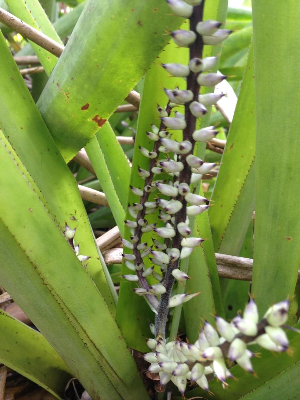 Bromelia karatas fruit