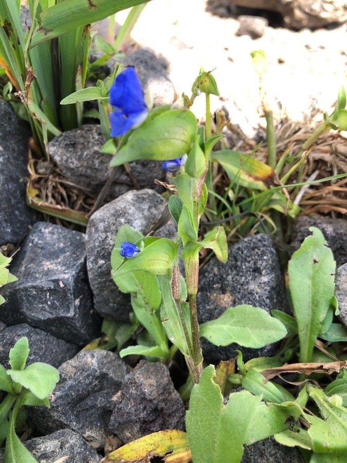 Commelina coelestis habit