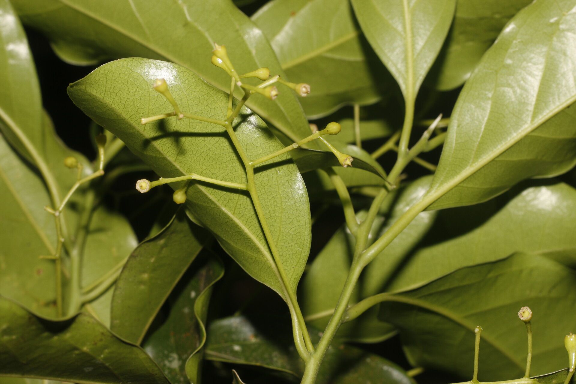 Ocotea viridiflora fruit