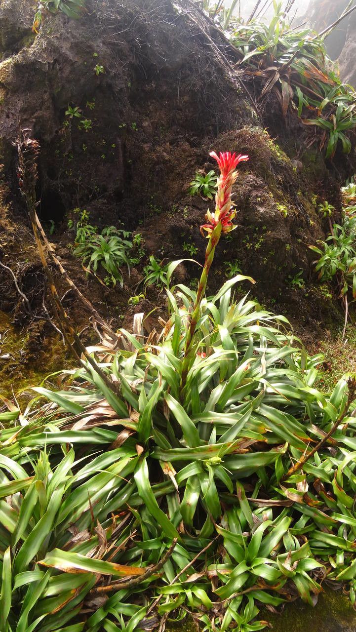Pitcairnia bifrons habit