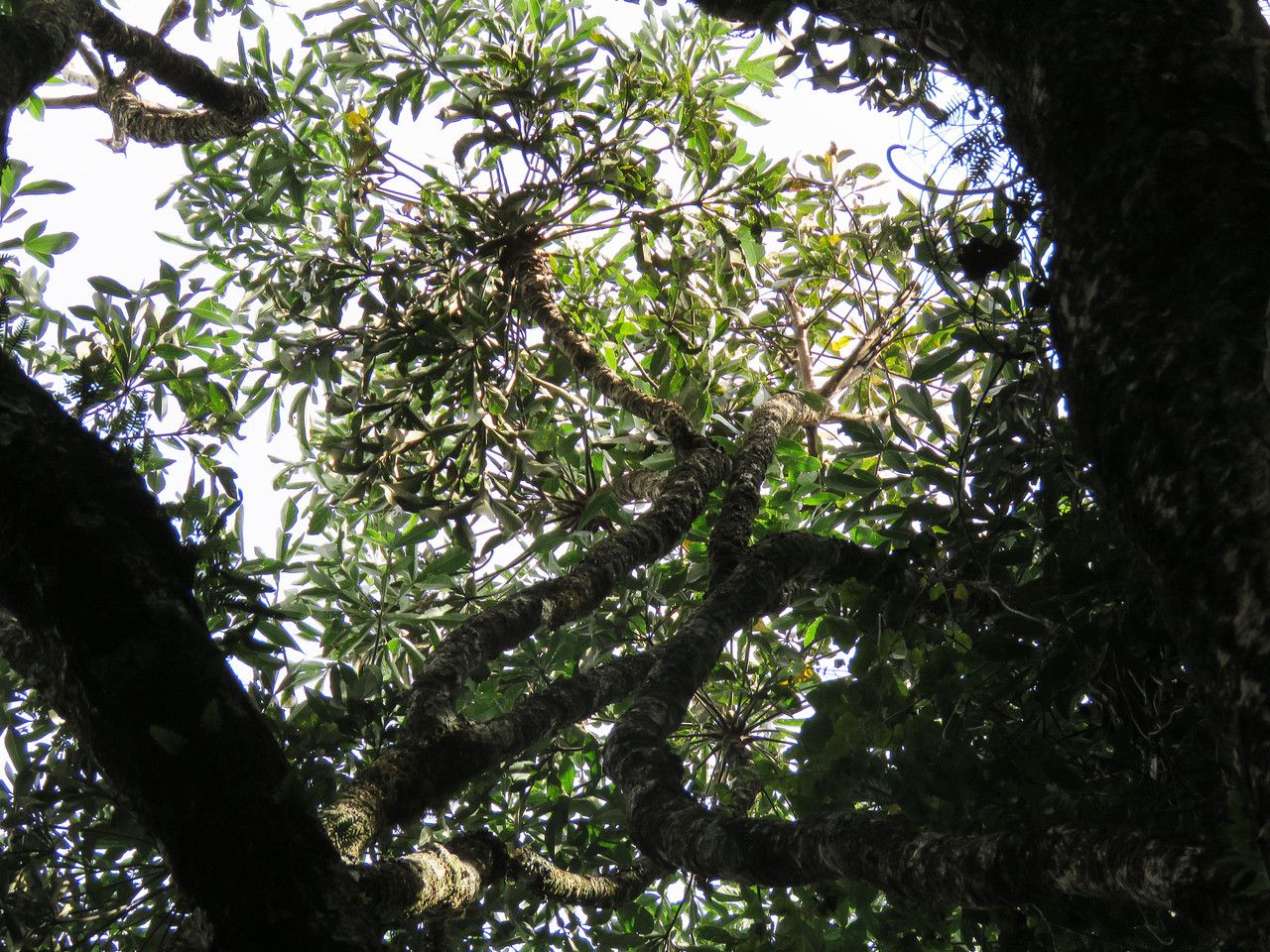 Cussonia sphaerocephala — search result for 'Araliaceae'