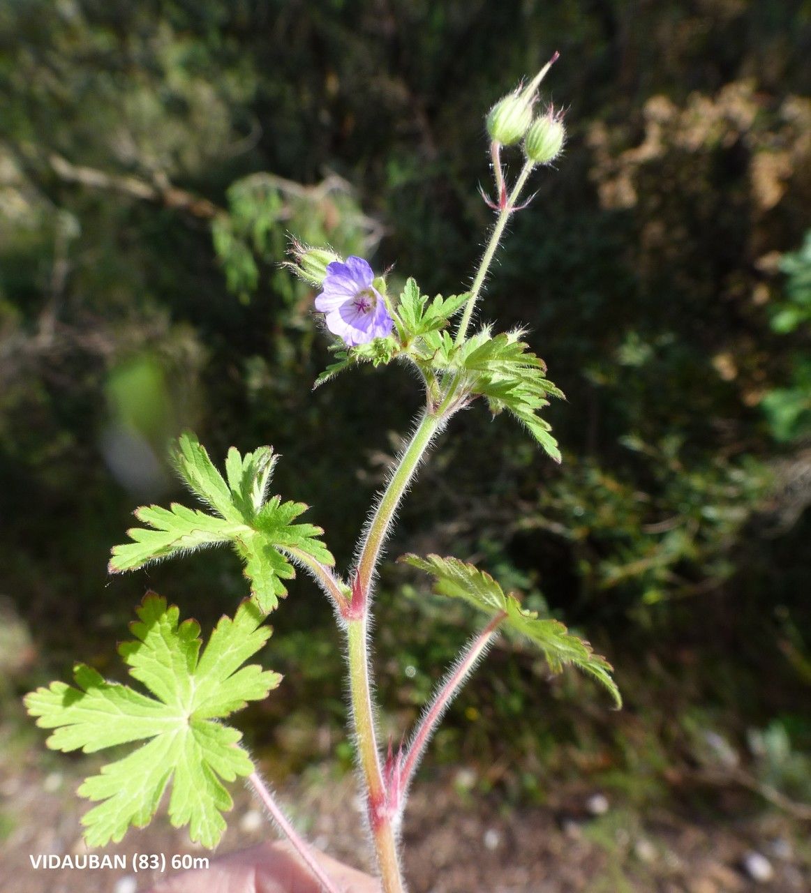 Geranium lanuginosum habit