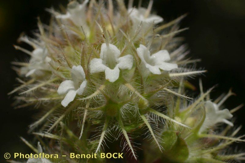 Thymus marschallianus flower