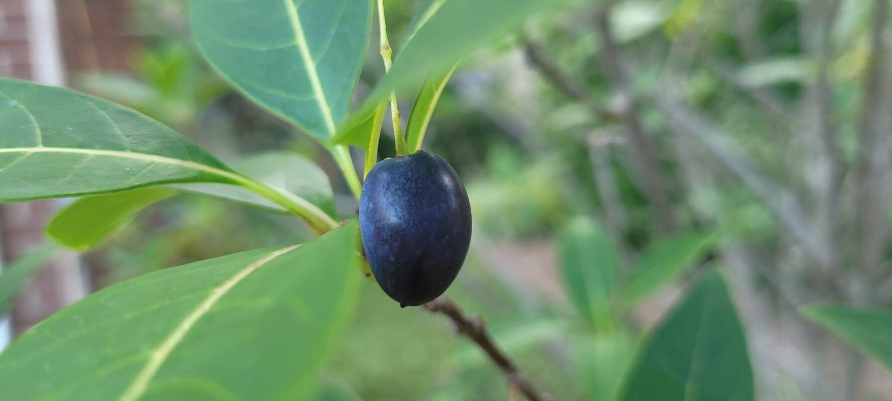 Chionanthus pygmaeus fruit