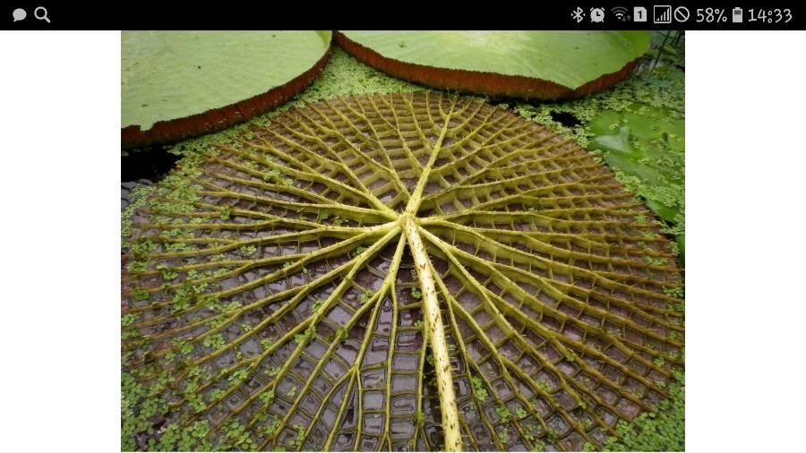 Victoria amazonica bark