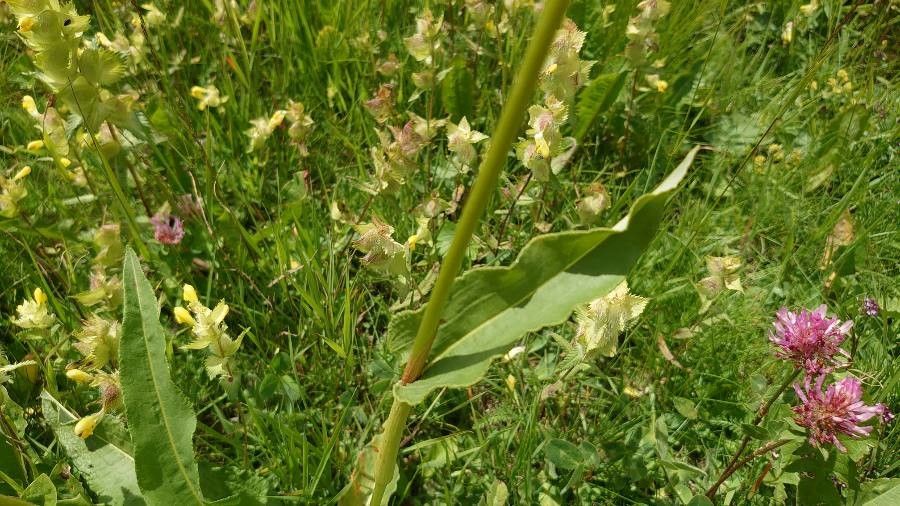 Bistorta officinalis