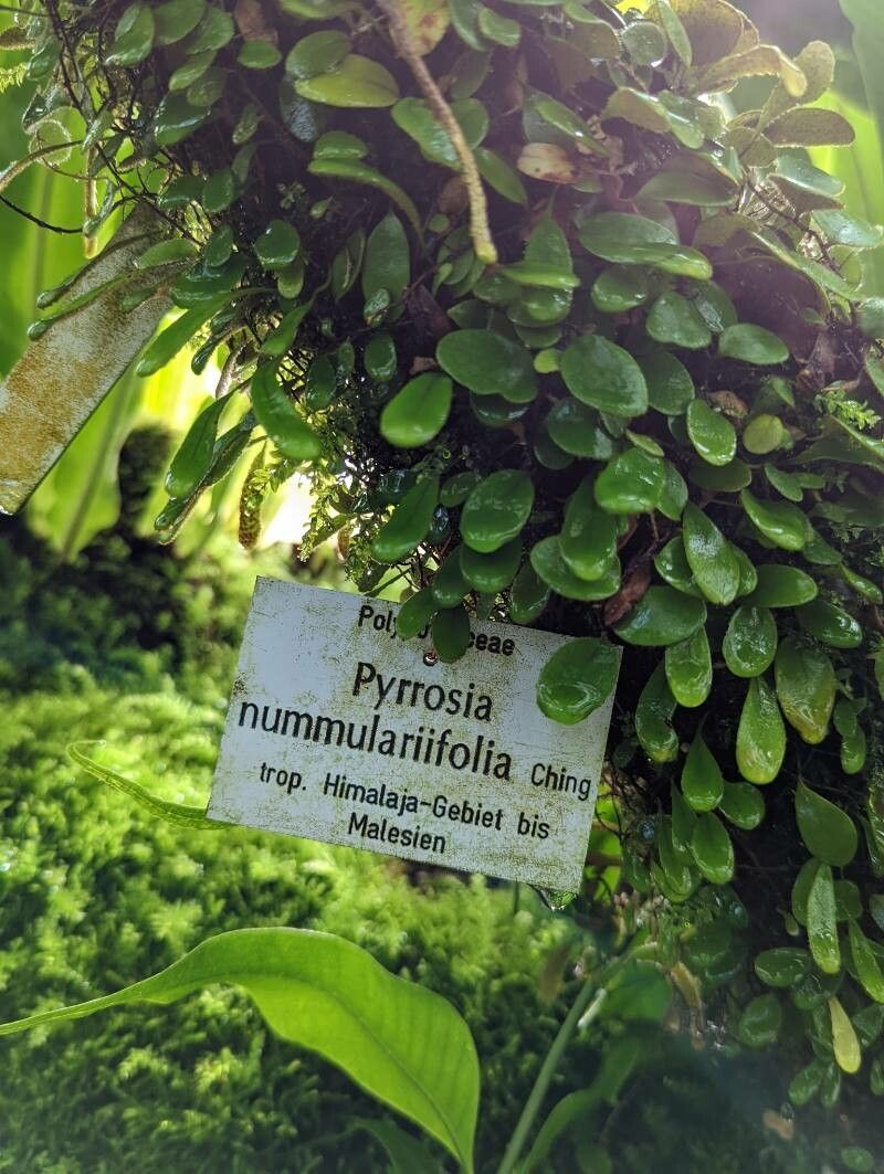 Pyrrosia nummulariifolia habit