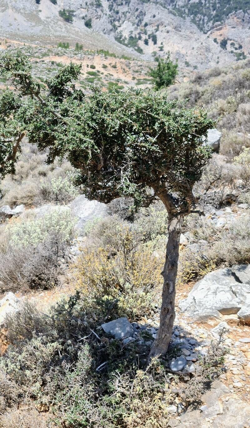 Cotoneaster nummularius habit