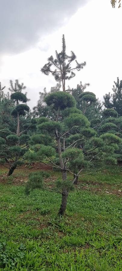 Gymnostoma poissonianum — search result for 'Gymnostoma'