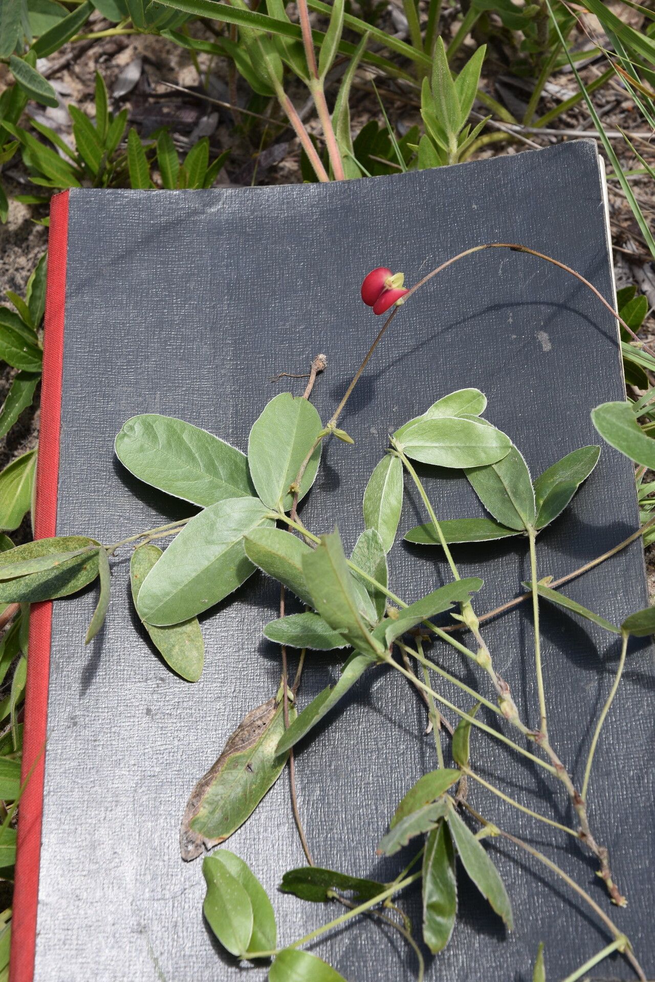 Macrotyloma rupestre habit