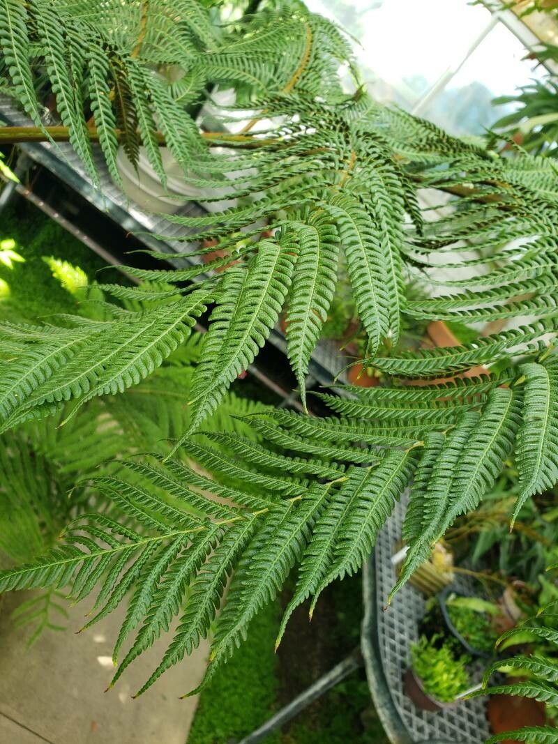 Sphaeropteris cooperi