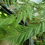 Sphaeropteris cooperi