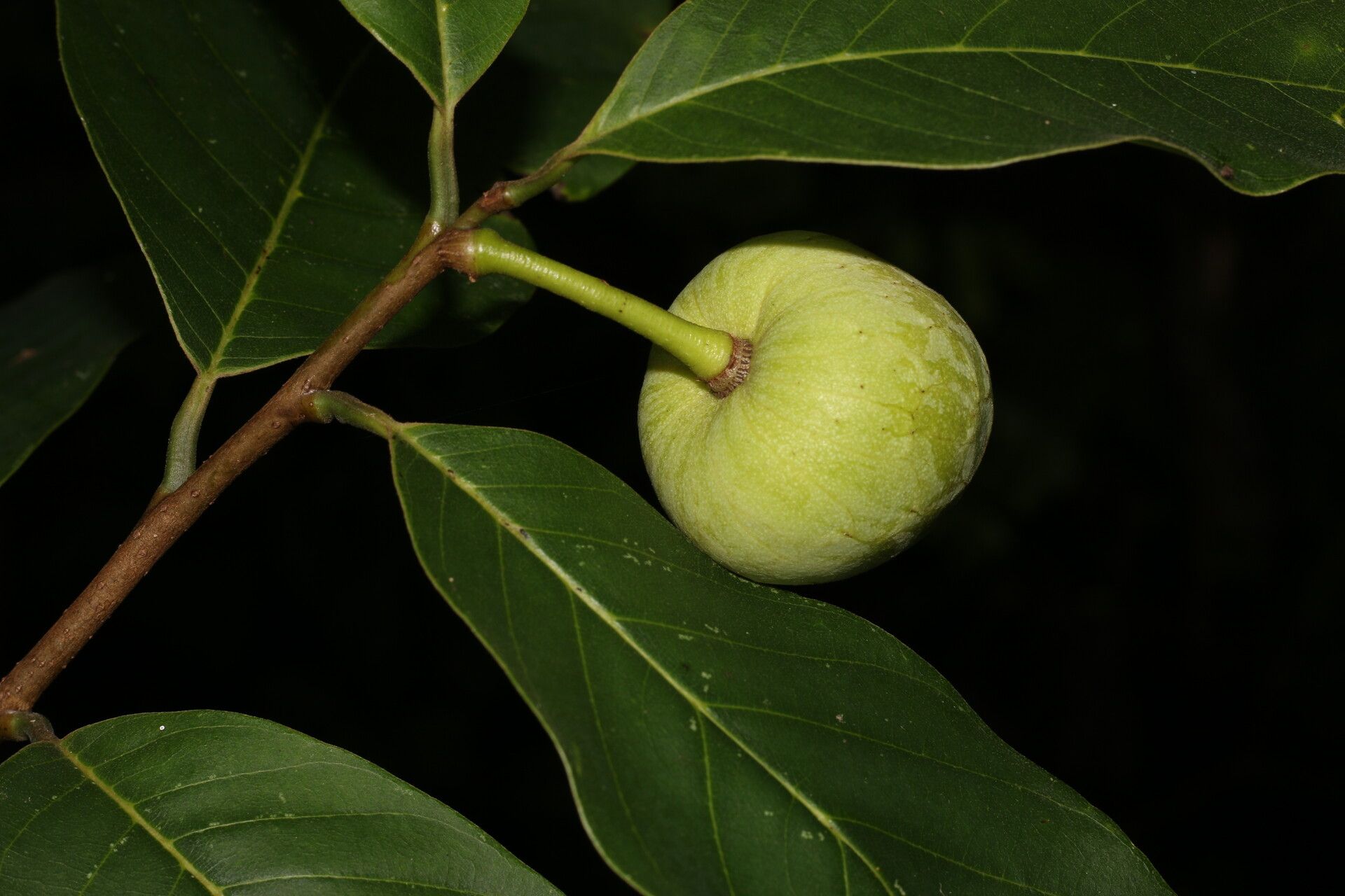 Annona pruinosa fruit