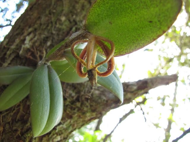 Bulbophyllum hexarhopalon habit