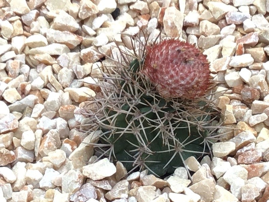 Melocactus neryi — houseplant care guide
