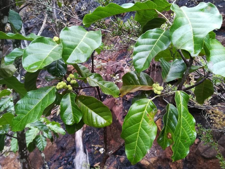 Macaranga coriacea — houseplant care guide