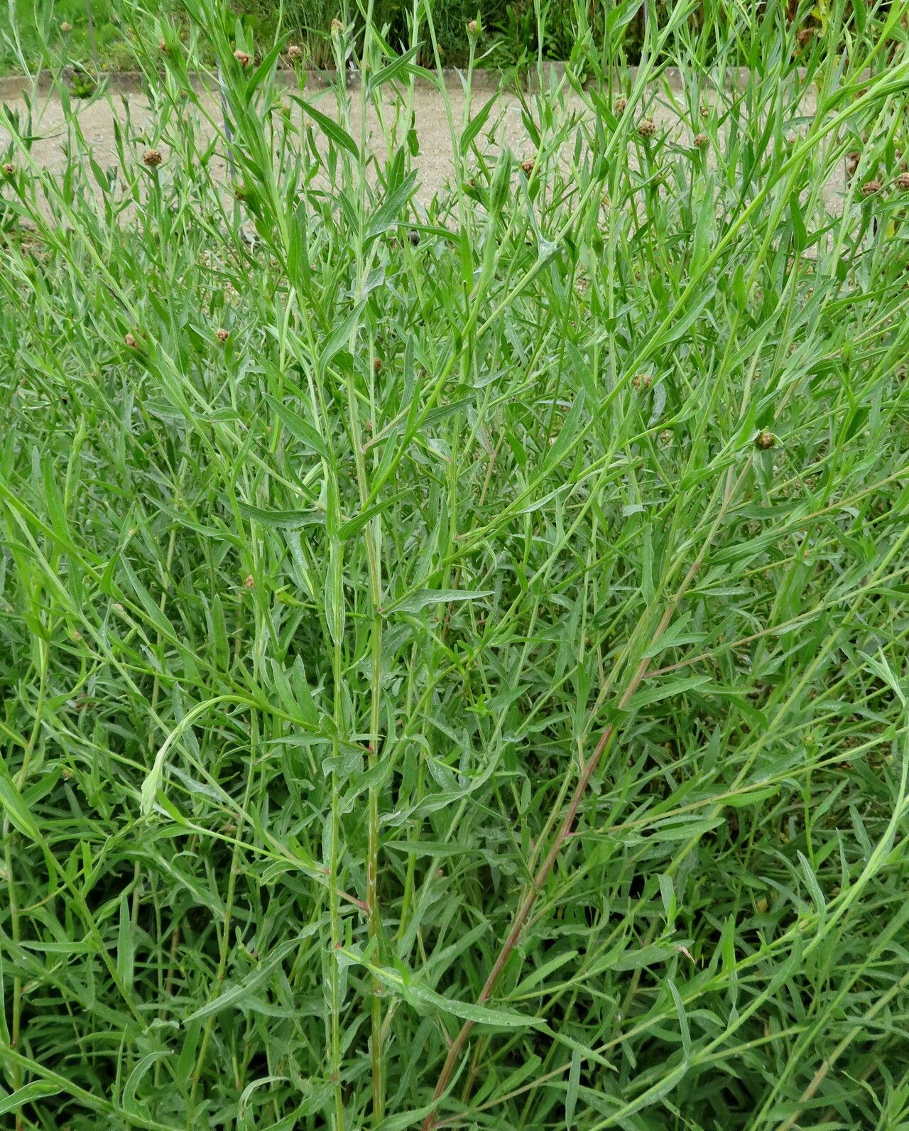 Psephellus sumensis leaf