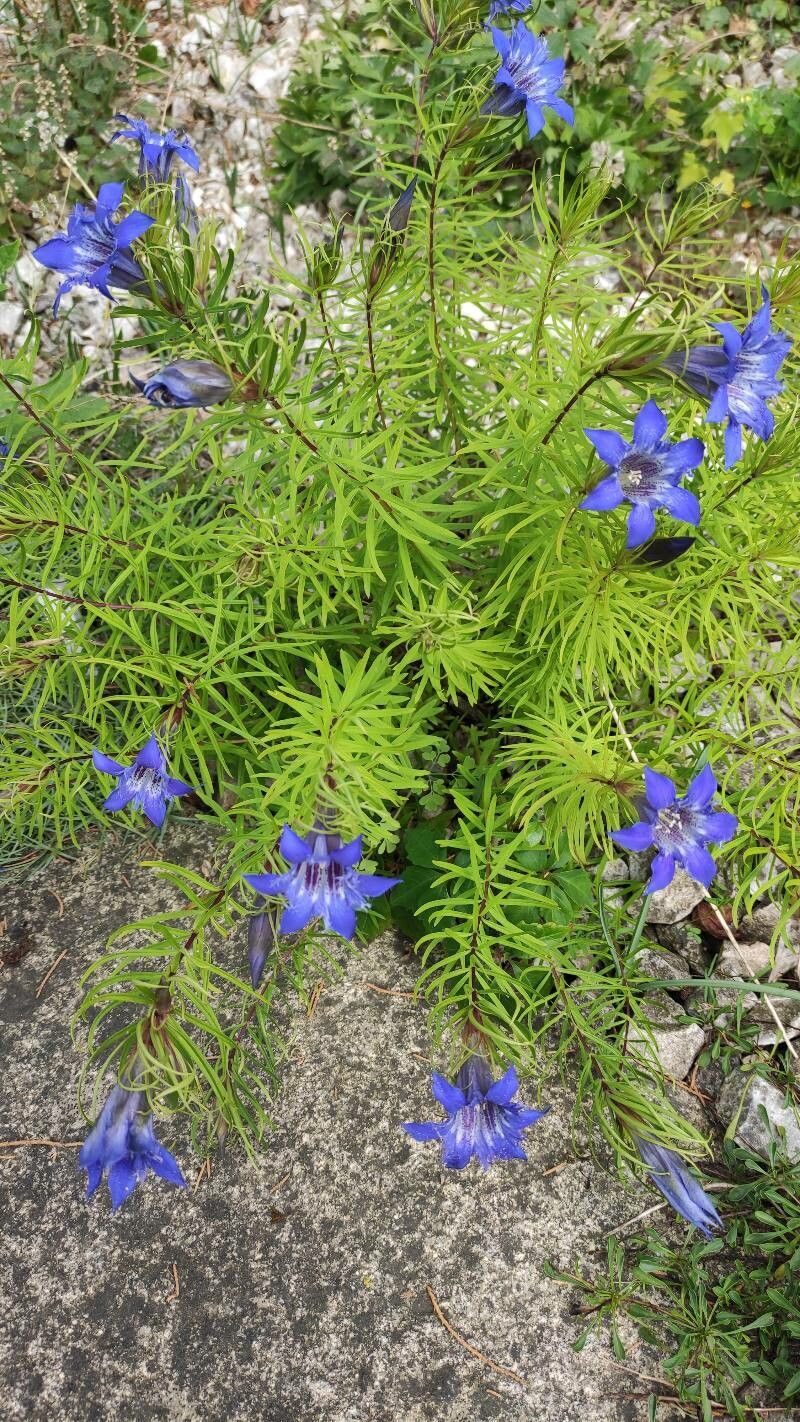 Gentiana paradoxa habit