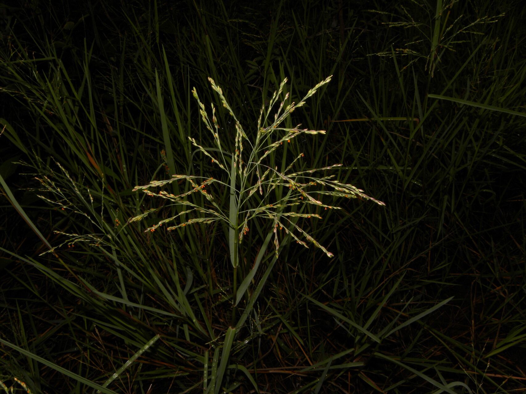 Panicum aquaticum fruit