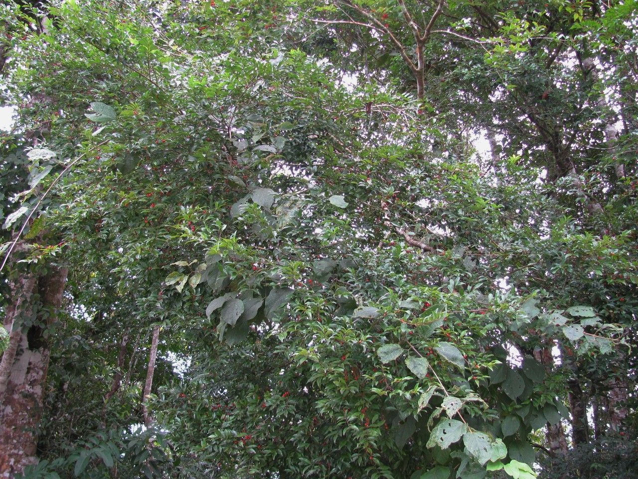 Eugenia pittieri habit