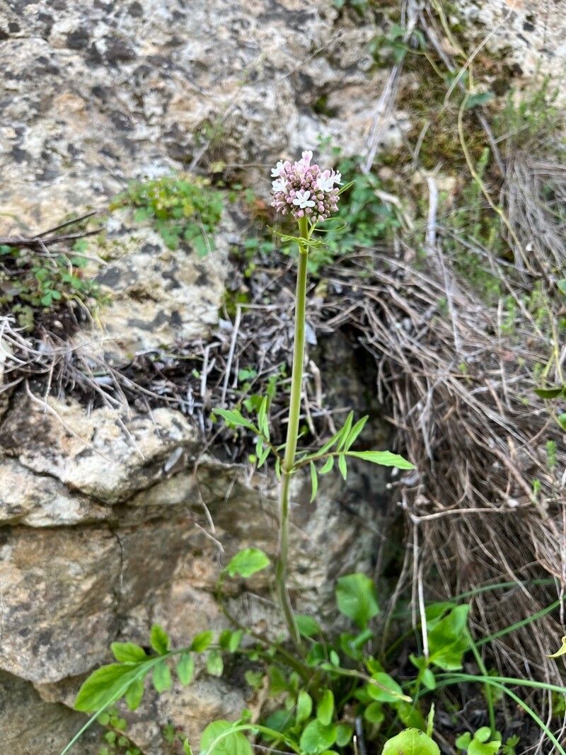 Valeriana italica habit