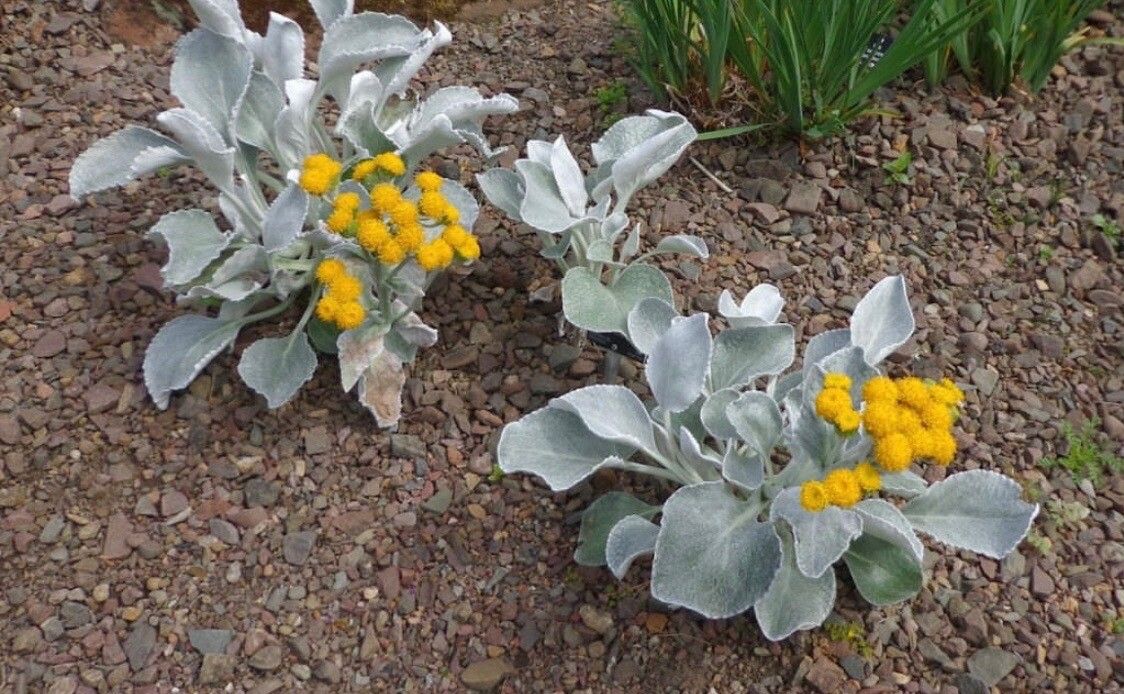 Senecio candidans flower