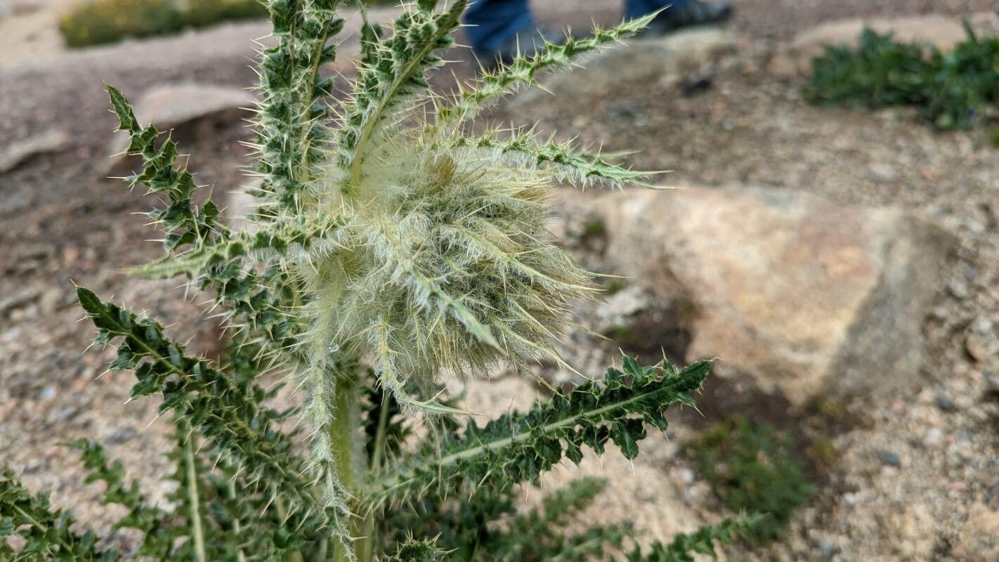 Cirsium eatonii flower