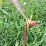Sorghum halepense