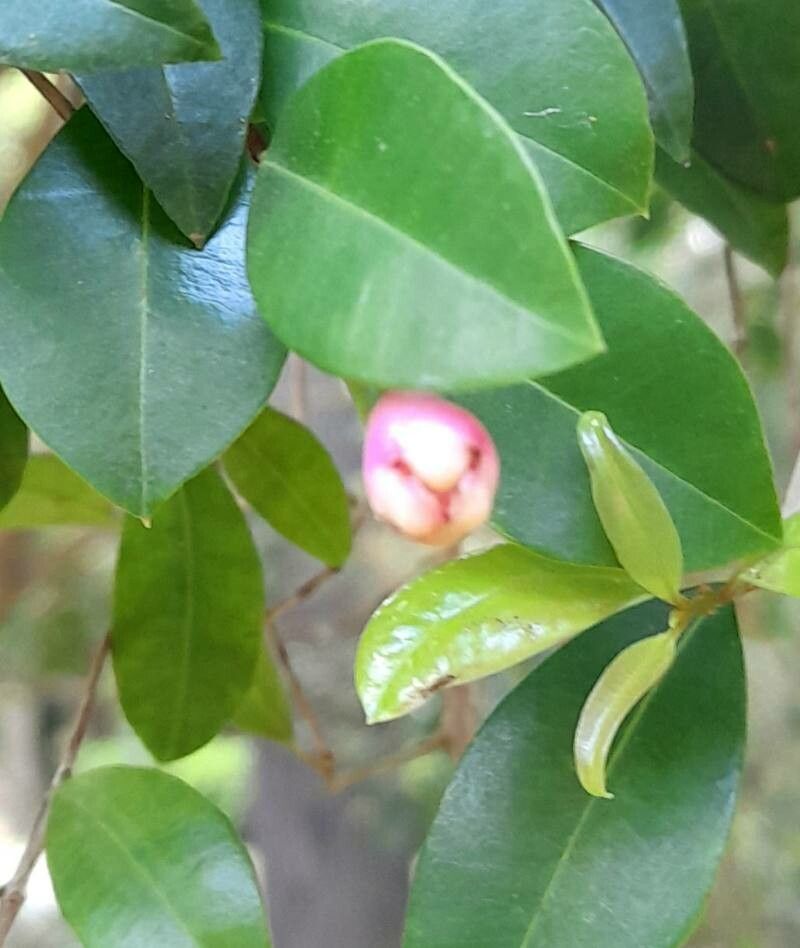 Syzygium australe fruit