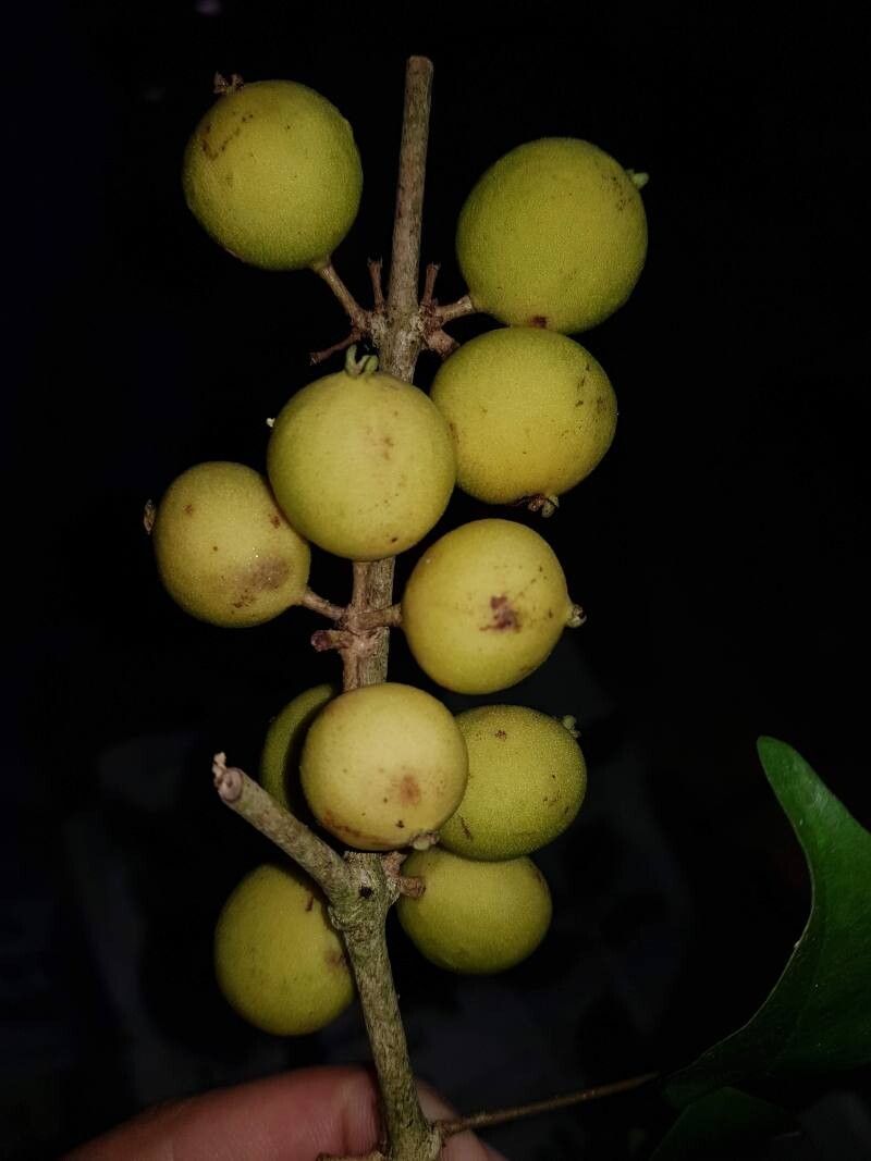 Eugenia costaricensis fruit