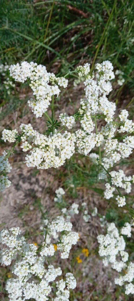 Galium glaucum flower