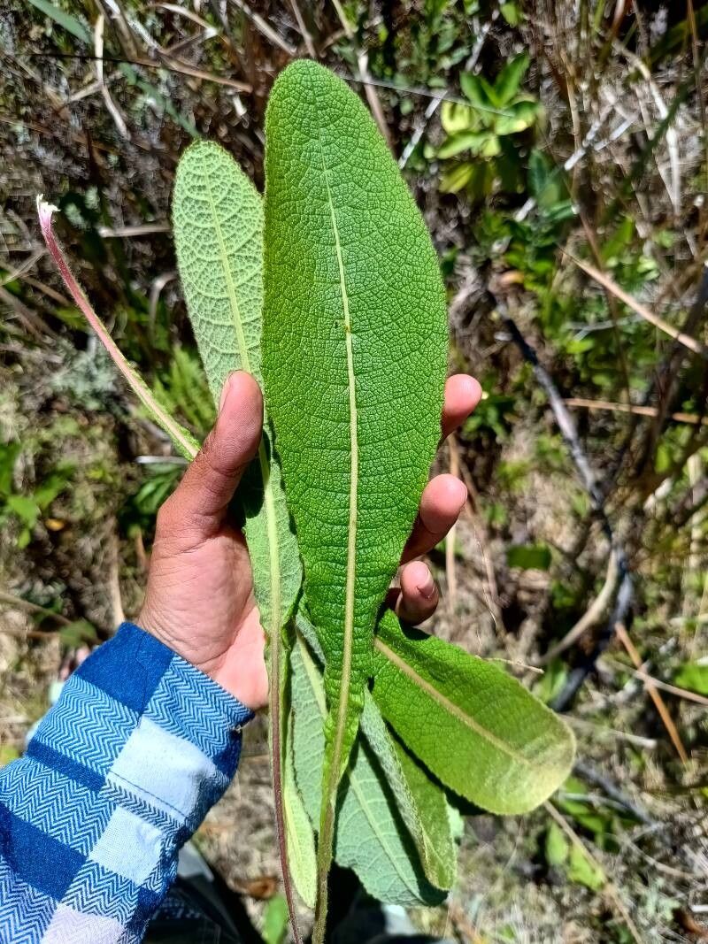 Inula perrieri — search result for 'Inula'