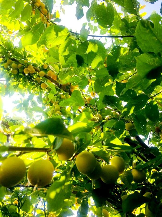 Prunus x cerea — houseplant care guide