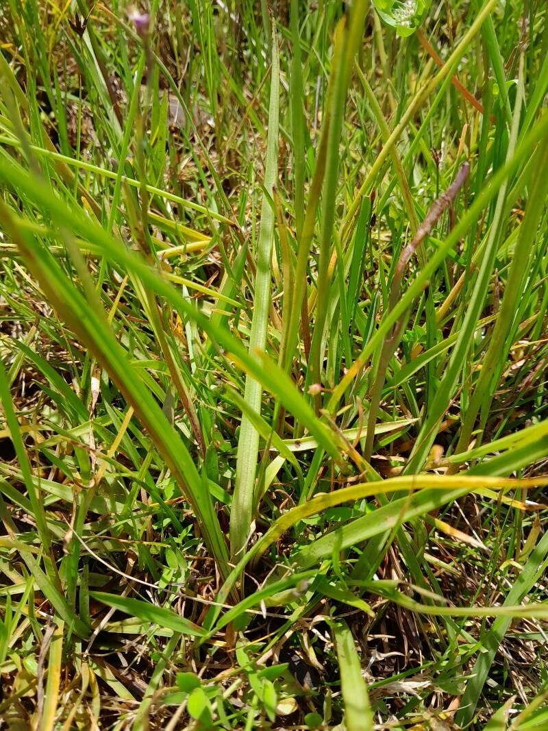 Cynorkis graminea — houseplant care guide