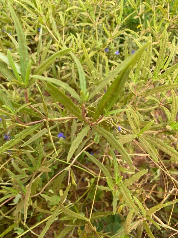 Blepharis linariifolia leaf