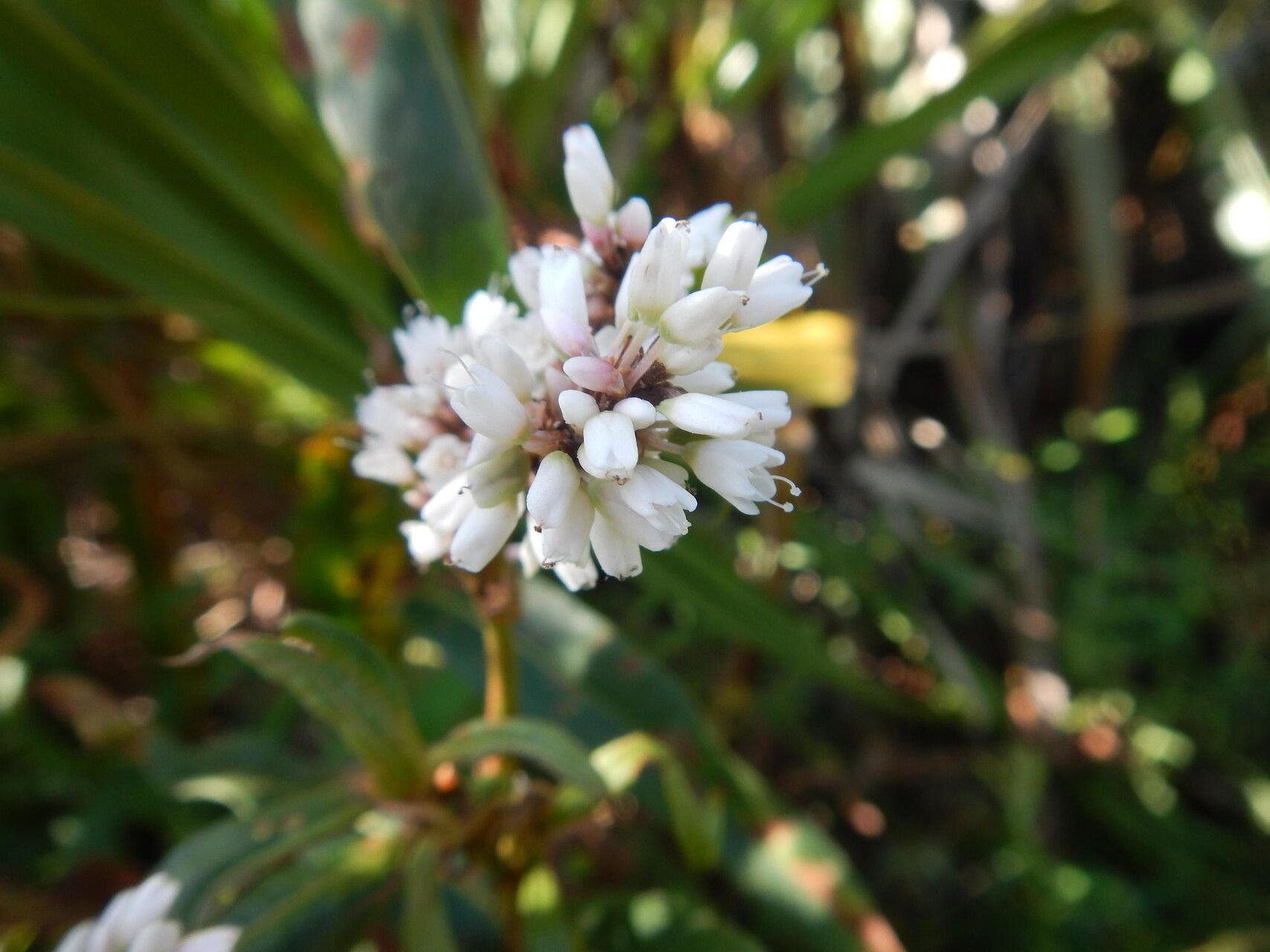 Persicaria madagascariensis flower